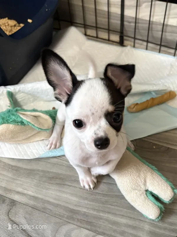 Full AKC Howdy – Chihuahua puppy for sale in Chappell Hill, TX