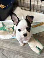 Full AKC Howdy, a male Chihuahua for sale in Chappell Hill, TX – 1 of 8