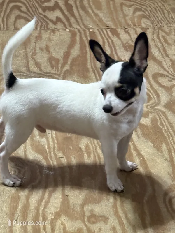 Full AKC Howdy – Chihuahua puppy for sale in Chappell Hill, TX