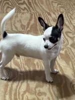 Full AKC Howdy, a male Chihuahua for sale in Chappell Hill, TX – 1 of 7