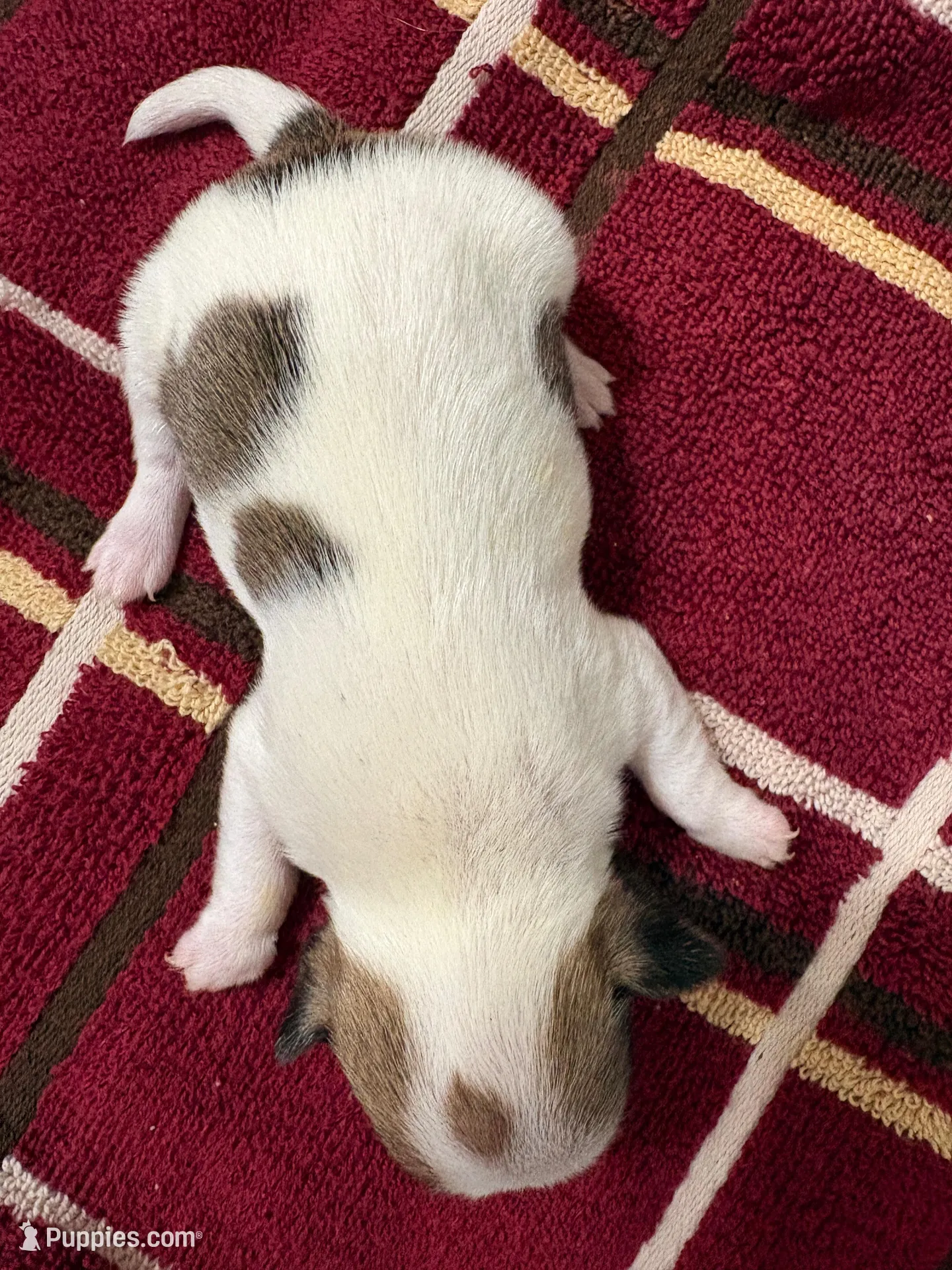 Bingo, a male Chihuahua for sale in Chappell Hill, TX – Photo 2 of 2