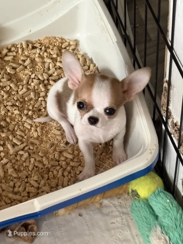 Full AKC Bingo – Chihuahua puppy for sale in Chappell Hill, TX