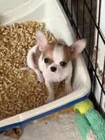 Full AKC Bingo, a male Chihuahua for sale in Chappell Hill, TX – 2 of 10