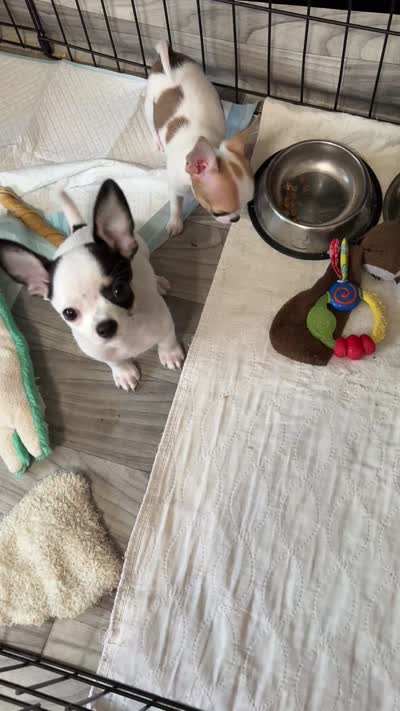 Full AKC Howdy, a male Chihuahua for sale in Chappell Hill, TX – 2 of 8