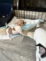 Full AKC Bingo, a male Chihuahua for sale in Chappell Hill, TX – 5 of 10