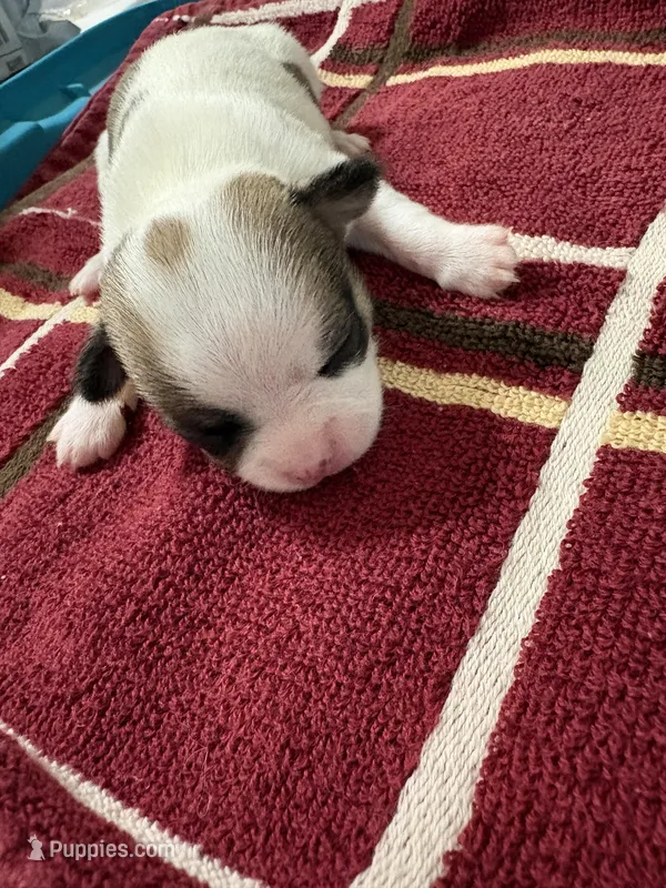 Bingo – Chihuahua puppy for sale in Chappell Hill, TX