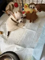 Full AKC Buttercup, a female Chihuahua for sale in Chappell Hill, TX – 3 of 5