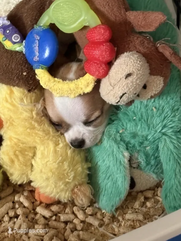 Full AKC Bingo – Chihuahua puppy for sale in Chappell Hill, TX