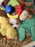 Full AKC Bingo, a male Chihuahua for sale in Chappell Hill, TX – 1 of 10