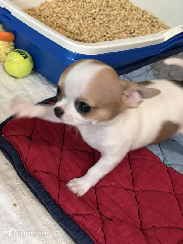 Full AKC Bingo – Chihuahua puppy for sale in Chappell Hill, TX