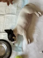 Full AKC Howdy, a male Chihuahua for sale in Chappell Hill, TX – 2 of 5