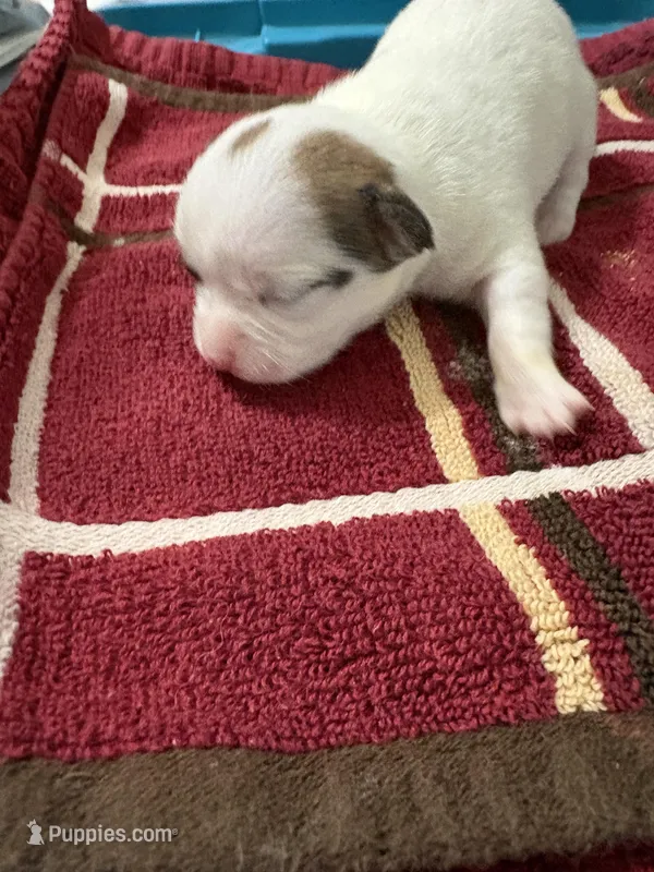 Treasure – Chihuahua puppy for sale in Chappell Hill, TX