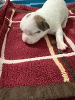 Treasure, a female Chihuahua for sale in Chappell Hill, TX – Photo 1 of 2