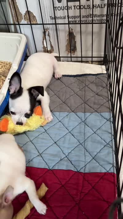 Full AKC Howdy, a male Chihuahua for sale in Chappell Hill, TX – 7 of 8