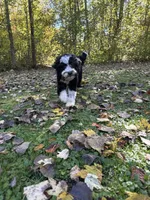 -No fee- Mini Goldendoodle, Opa , a female Goldendoodle for sale in New Haven, MI – 3 of 4