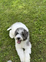 F1b Mini, Sunnie, a female Miniature Goldendoodle for sale in New Haven, MI – 4 of 6