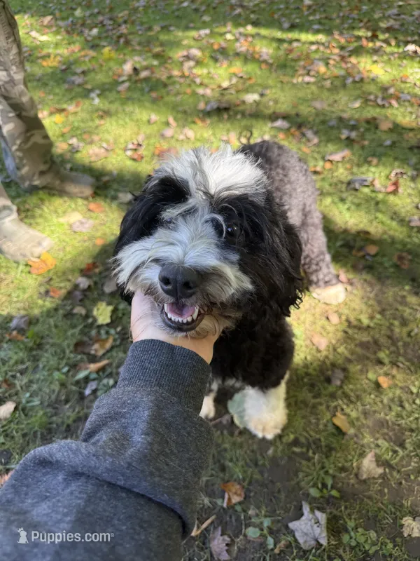 -No fee- Mini Goldendoodle, Opa  – Goldendoodle puppy for sale in New Haven, MI