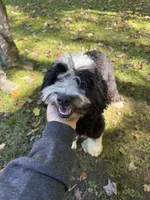 -No fee- Mini Goldendoodle, Opa , a female Goldendoodle for sale in New Haven, MI – 1 of 4
