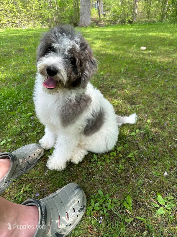 F1b Mini, Sunnie – Miniature Goldendoodle puppy for sale in New Haven, MI