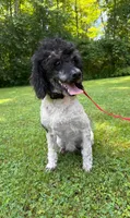 -no fee- Rocky, a male Poodle - Miniature  for sale in New Haven, MI – 1 of 3