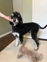 -No Fee- Rock, a male Poodle - Standard  for sale in New Haven, MI – Photo 3 of 4