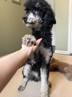 -No Fee- Rock, a male Poodle - Standard  for sale in New Haven, MI – Photo 4 of 4