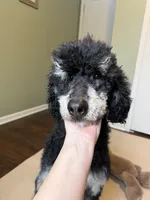 -No Fee- Rock, a male Poodle - Standard  for sale in New Haven, MI – Photo 1 of 4