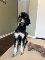 -No Fee- Rock, a male Poodle - Standard  for sale in New Haven, MI – Photo 2 of 4