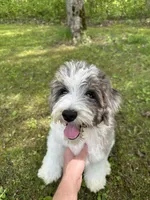 F1b Mini, Sunnie, a female Miniature Goldendoodle for sale in New Haven, MI – 5 of 6