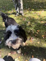 -No fee- Mini Goldendoodle, Opa , a female Goldendoodle for sale in New Haven, MI – 2 of 4