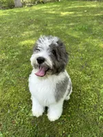 F1b Mini, Sunnie, a female Miniature Goldendoodle for sale in New Haven, MI – 6 of 6