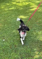 -no fee- Rocky, a male Poodle - Miniature  for sale in New Haven, MI – 3 of 3