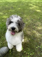 F1b Mini, Sunnie, a female Miniature Goldendoodle for sale in New Haven, MI – 2 of 6