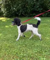 -no fee- Rocky, a male Poodle - Miniature  for sale in New Haven, MI – 2 of 3