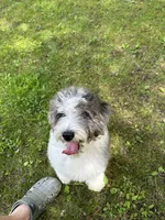 F1b Mini, Sunnie, a female Miniature Goldendoodle for sale in New Haven, MI – 3 of 6