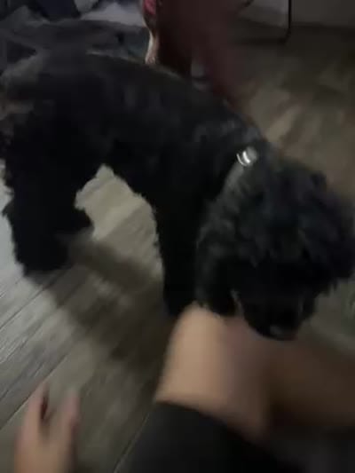 Millie, a female Cocker Spaniel for sale in Riverview, FL – 3 of 5