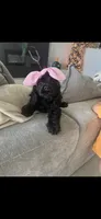 Millie, a female Cocker Spaniel for sale in Riverview, FL – 5 of 5