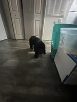 Millie, a female Cocker Spaniel for sale in Riverview, FL – 2 of 5