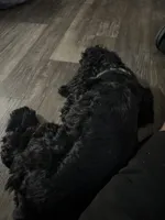 Millie, a female Cocker Spaniel for sale in Riverview, FL – 1 of 5