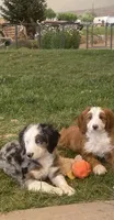 Emery, a female Miniature Bernedoodle and Double Doodle for sale in Elsinore, UT – 8 of 8