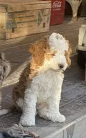  Cedar, a male Bernedoodle and Miniature Bernedoodle for sale in Elsinore, UT – 5 of 9