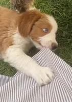 Oakley, a female Bernedoodle for sale in Elsinore, UT – 3 of 7