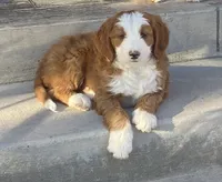 Bryce, a male Bernedoodle and Miniature Bernedoodle for sale in Elsinore, UT – 3 of 7