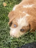Oakley, a female Bernedoodle and Double Doodle for sale in Elsinore, UT – 6 of 7