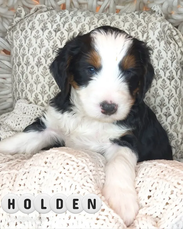 Holden – Bernedoodle, Miniature Bernedoodle puppy for sale in Elsinore, UT