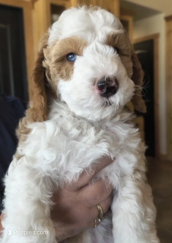  Cedar – Bernedoodle, Miniature Bernedoodle puppy for sale in Elsinore, UT
