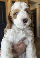  Cedar, a male Bernedoodle and Miniature Bernedoodle for sale in Elsinore, UT – 1 of 9