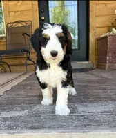 Holden, a male Bernedoodle and Miniature Bernedoodle for sale in Elsinore, UT – 4 of 9