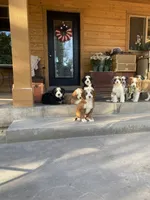 Oakley, a female Bernedoodle for sale in Elsinore, UT – 7 of 7