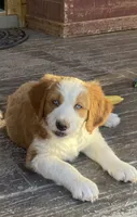 Oakley, a female Bernedoodle for sale in Elsinore, UT – 2 of 7